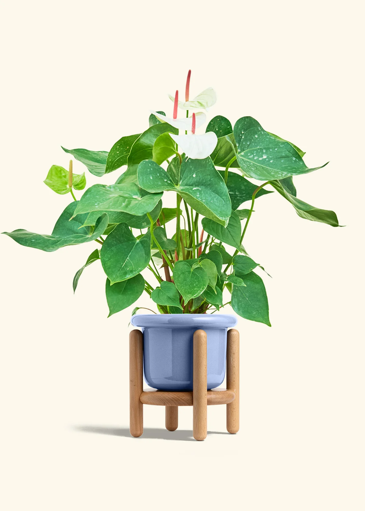 Anthurium 'White Flamingo' - Image 17