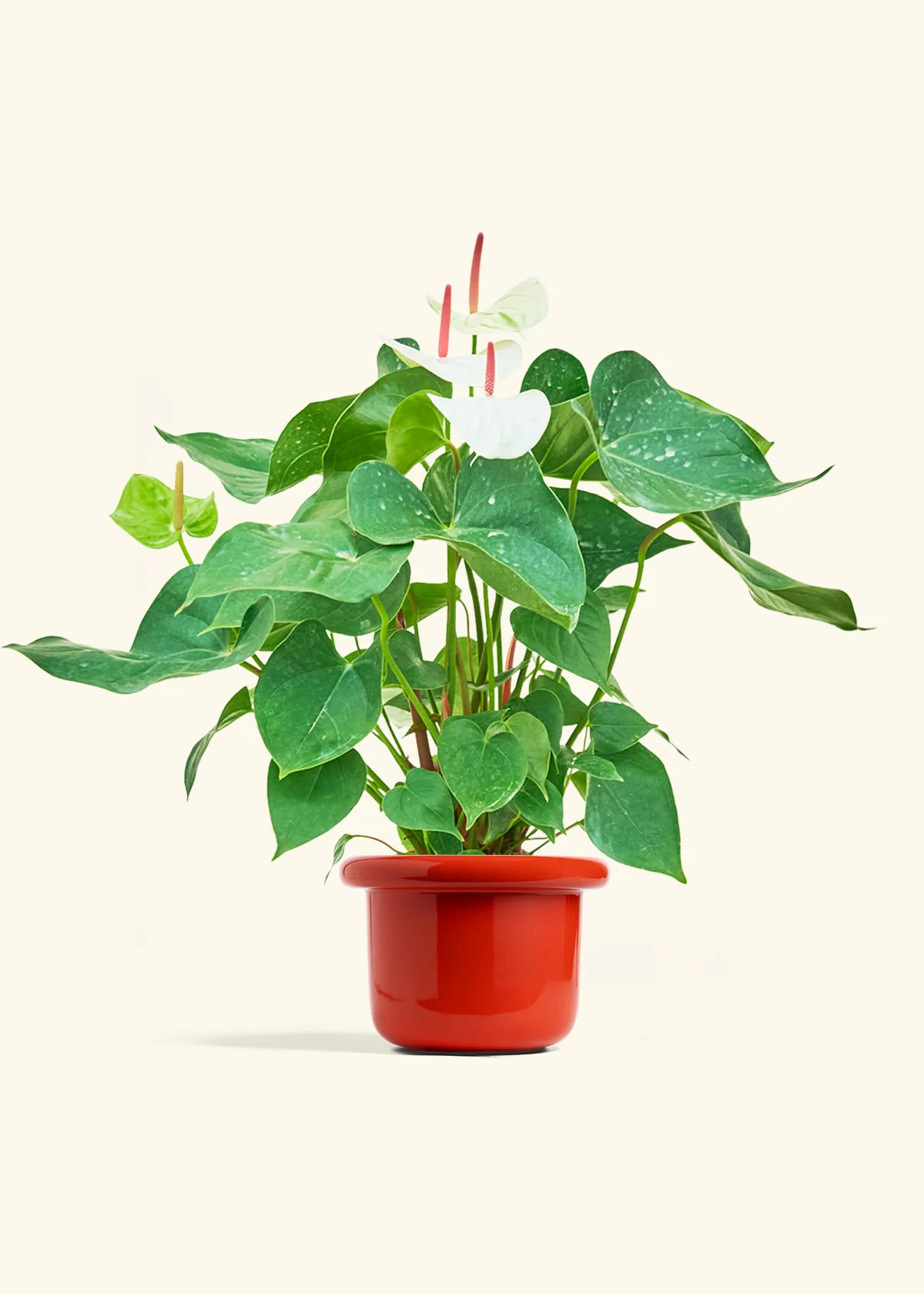 Anthurium 'White Flamingo' - Image 18