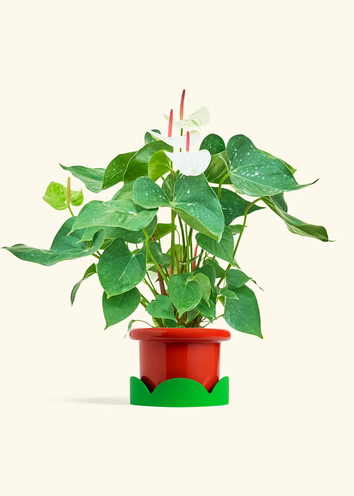 Anthurium 'White Flamingo' - Image 19