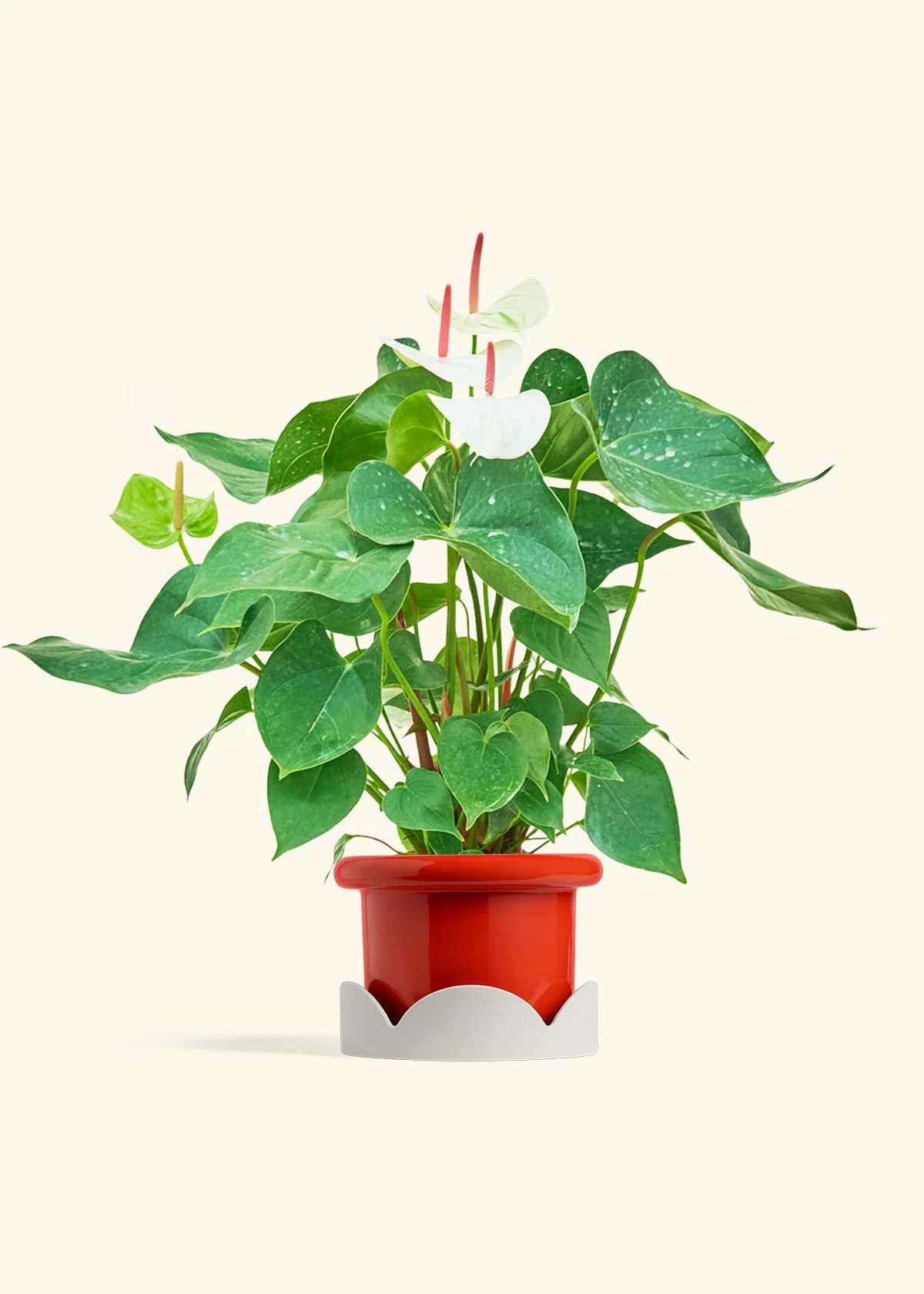 Anthurium 'White Flamingo' - Image 20