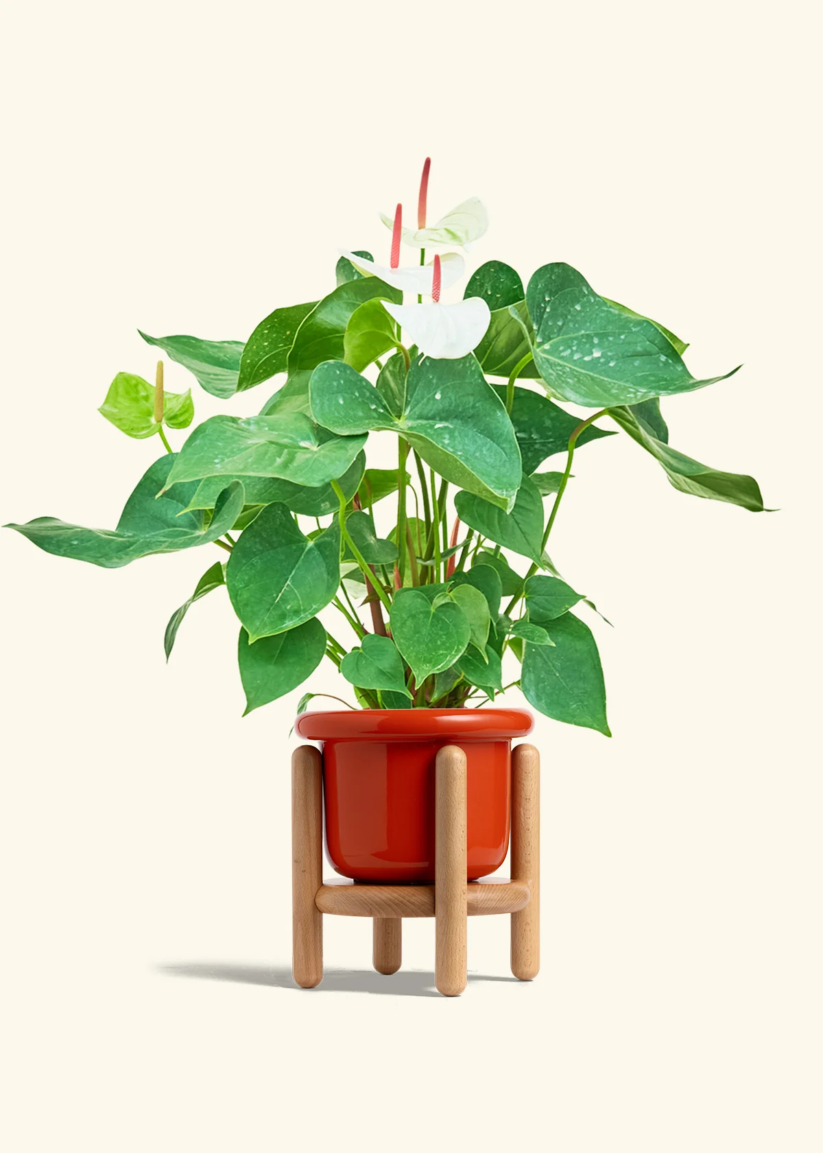 Anthurium 'White Flamingo' - Image 21