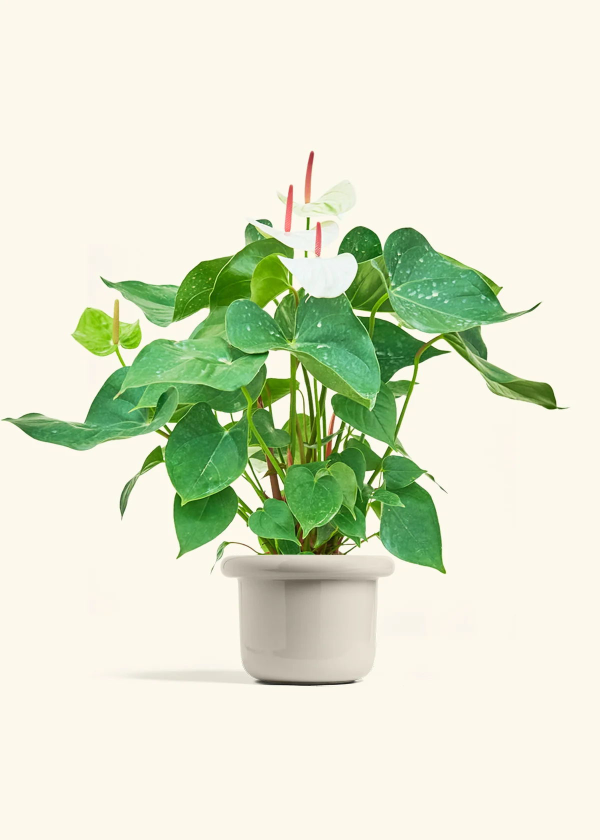 Anthurium 'White Flamingo' - Image 22