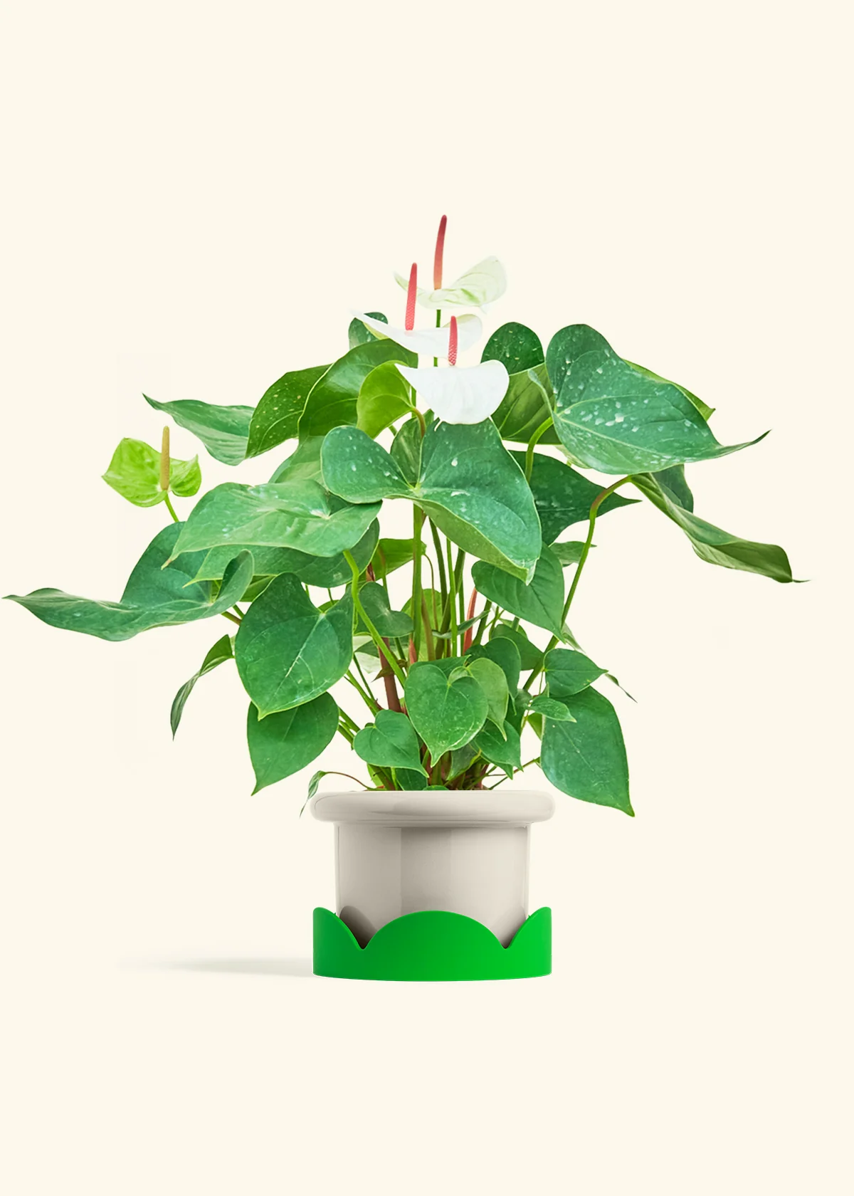 Anthurium 'White Flamingo' - Image 23