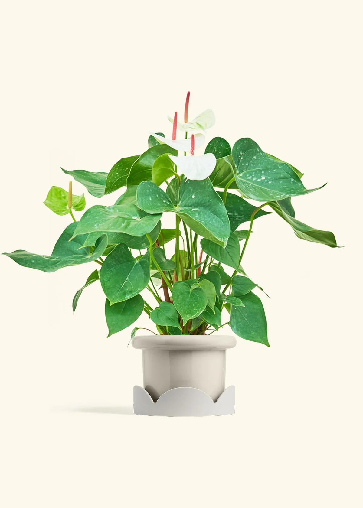 Anthurium 'White Flamingo' - Image 24
