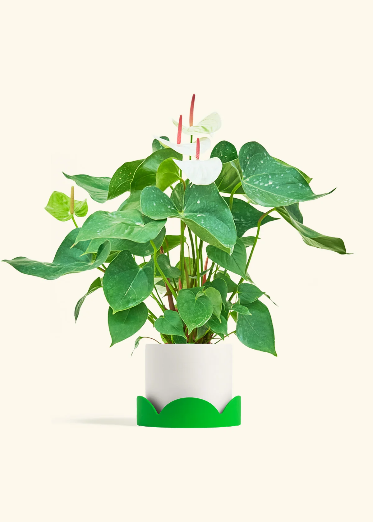 Anthurium 'White Flamingo' - Image 26