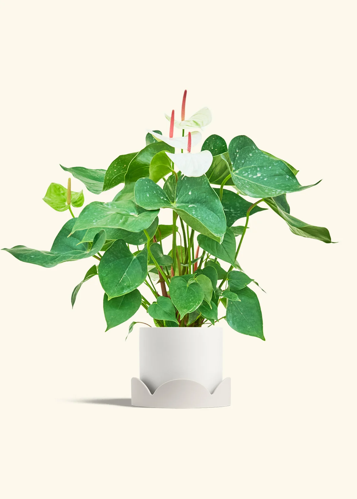 Anthurium 'White Flamingo' - Image 27