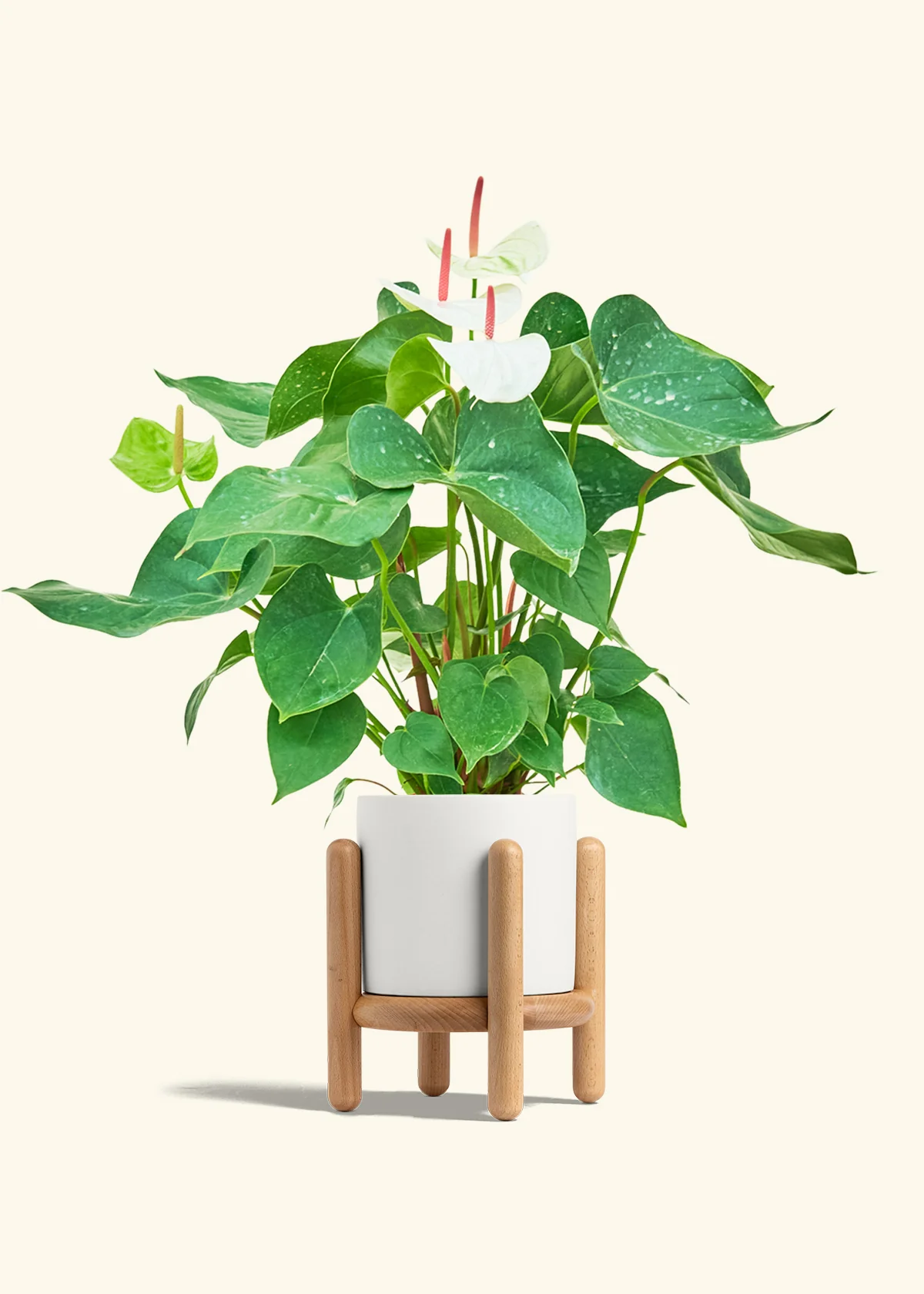 Anthurium 'White Flamingo' - Image 28
