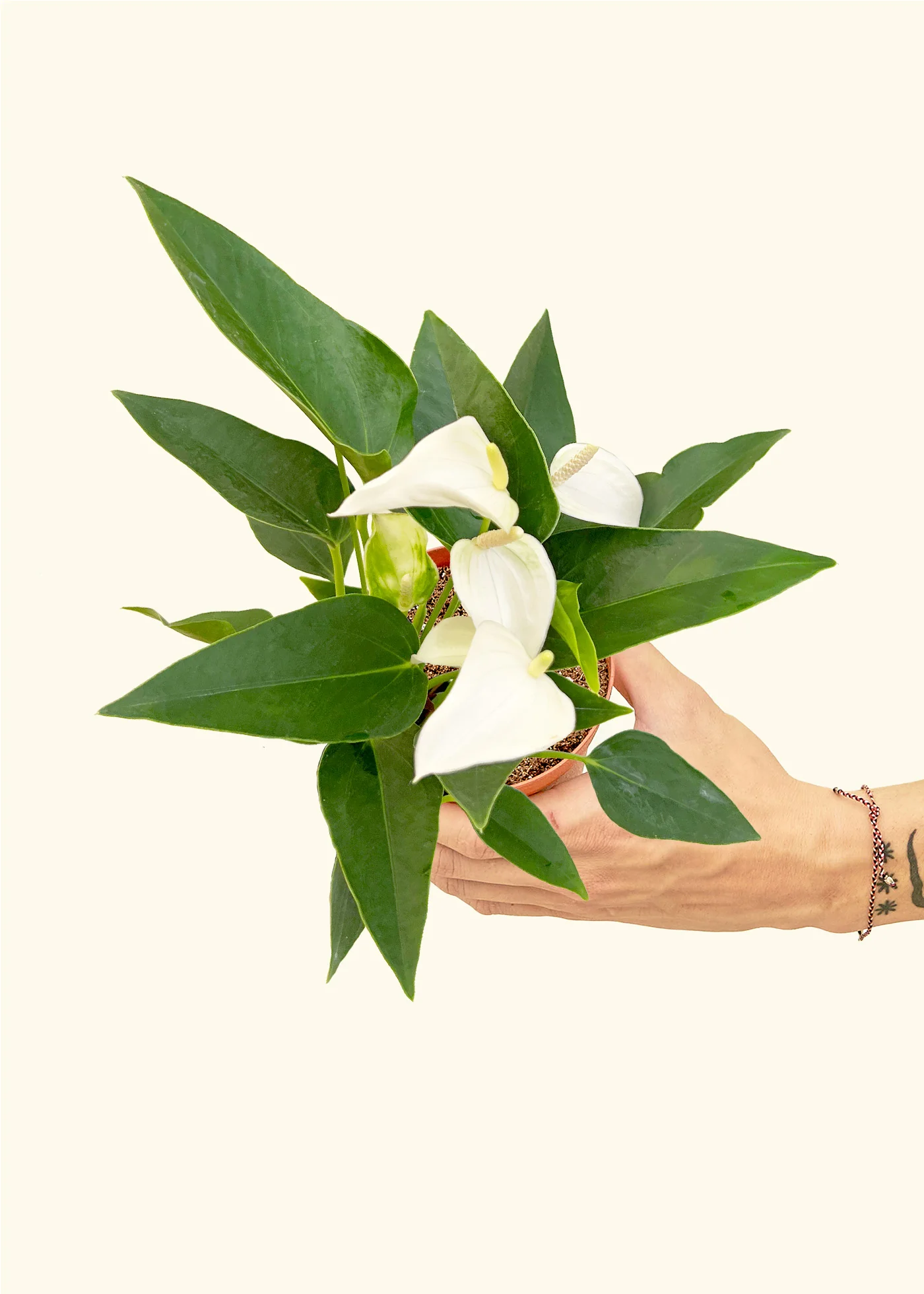 Anthurium 'White Flamingo' - Image 3