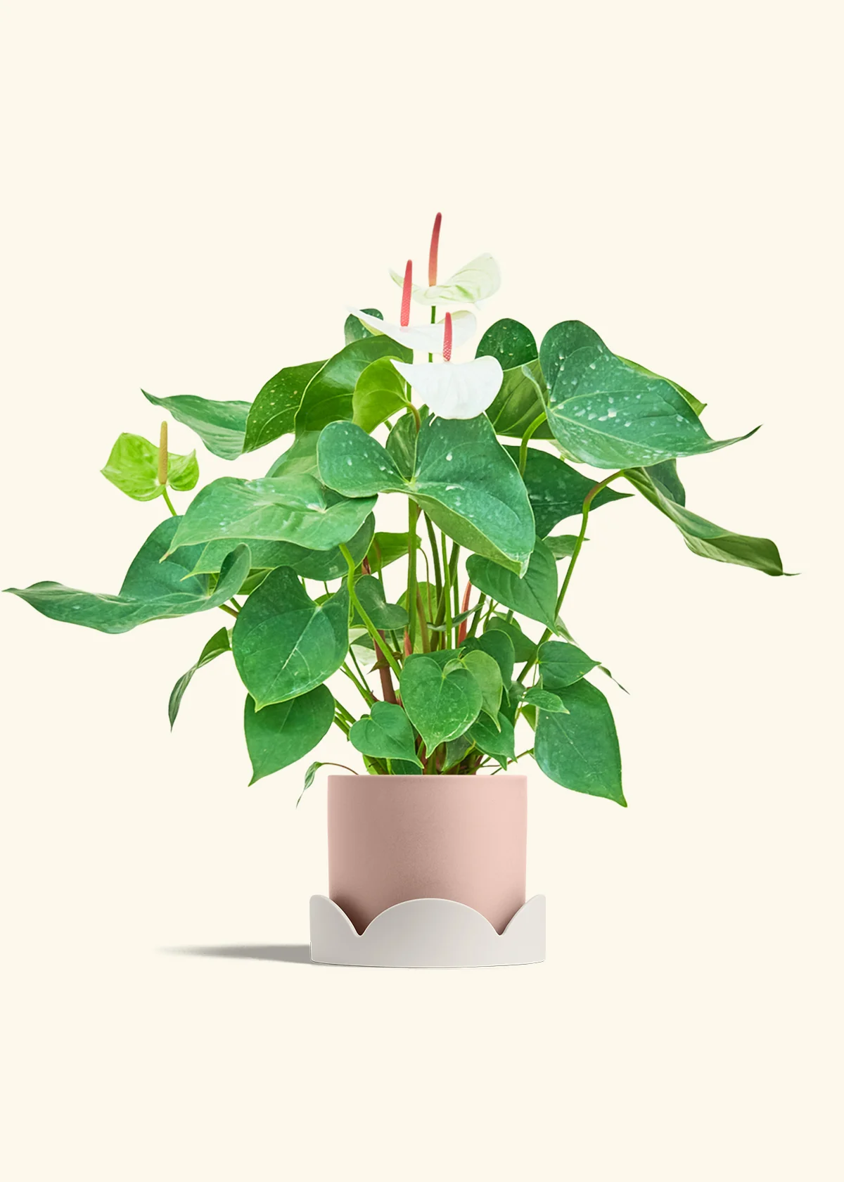 Anthurium 'White Flamingo' - Image 30