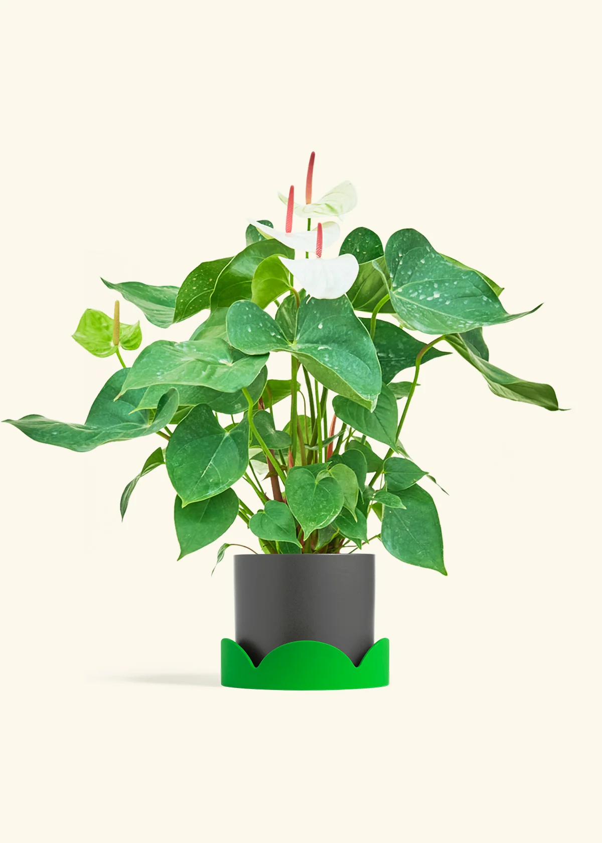 Anthurium 'White Flamingo' - Image 32