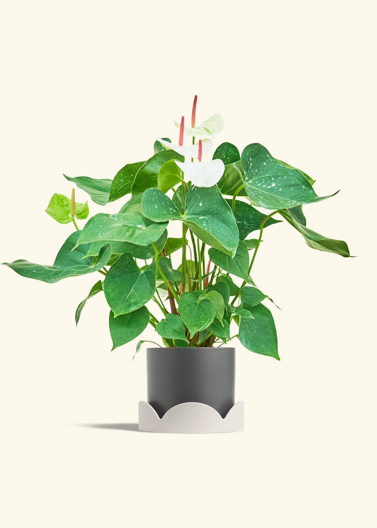 Anthurium 'White Flamingo' - Image 33