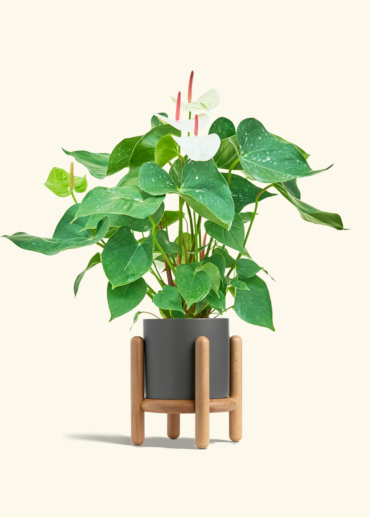 Anthurium 'White Flamingo' - Image 34