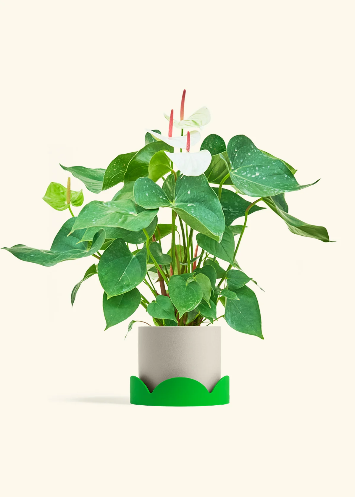 Anthurium 'White Flamingo' - Image 35