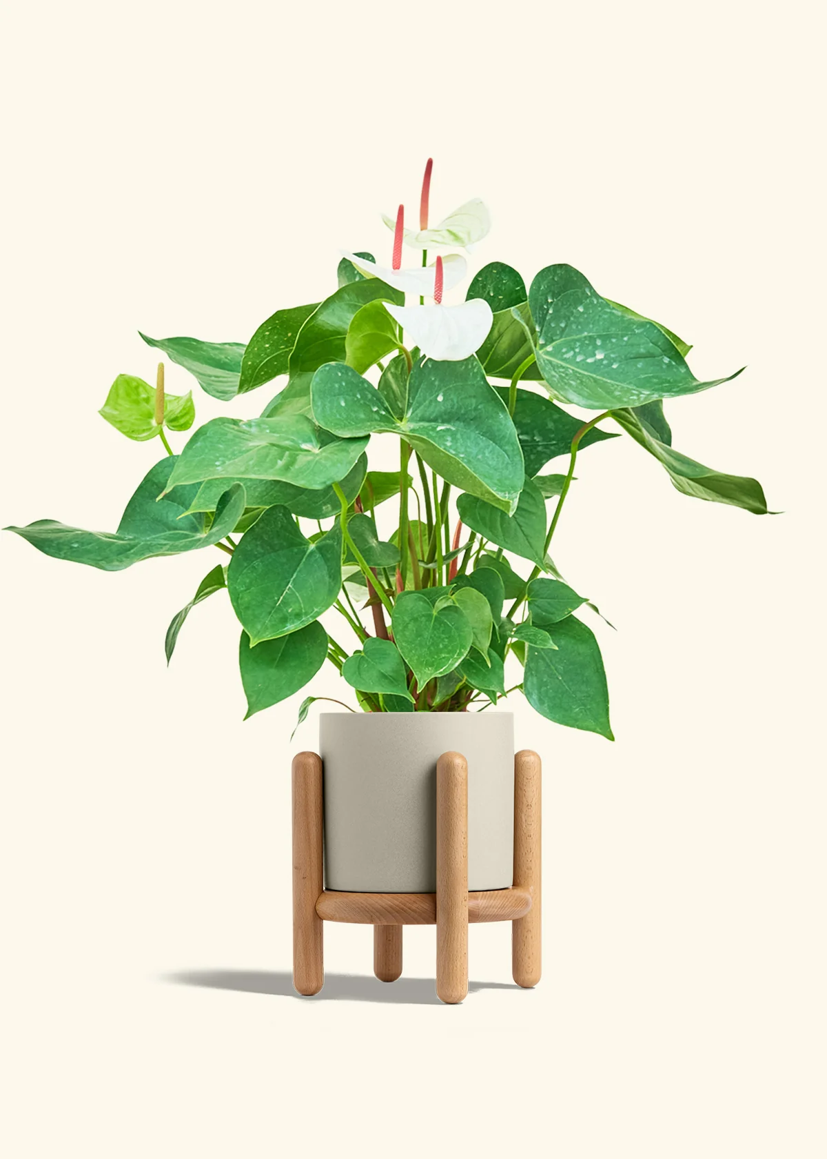 Anthurium 'White Flamingo' - Image 37