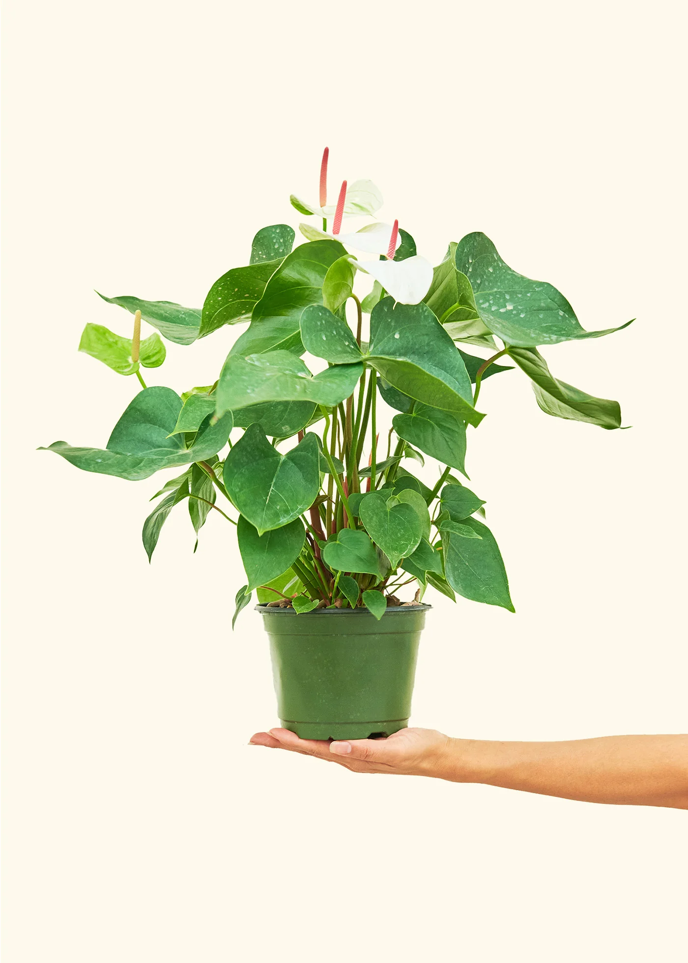 Anthurium 'White Flamingo' - Image 38