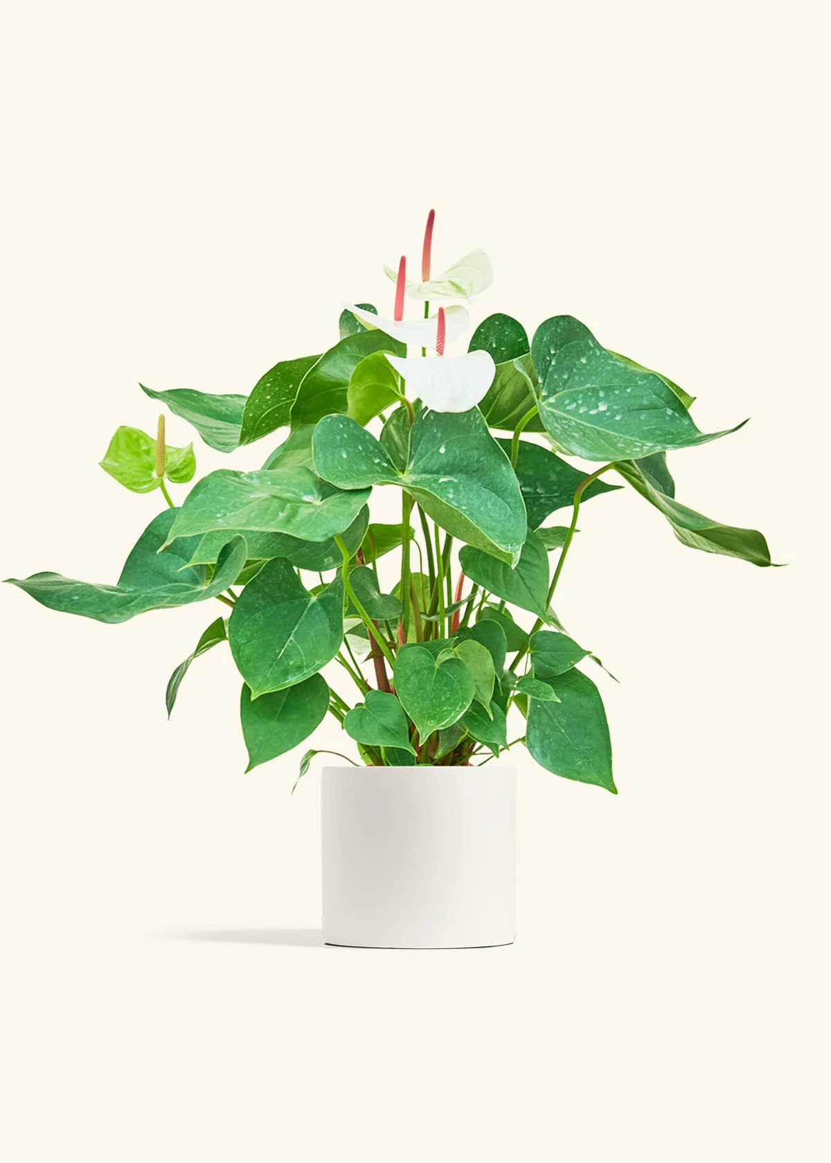 Anthurium 'White Flamingo' - Image 39