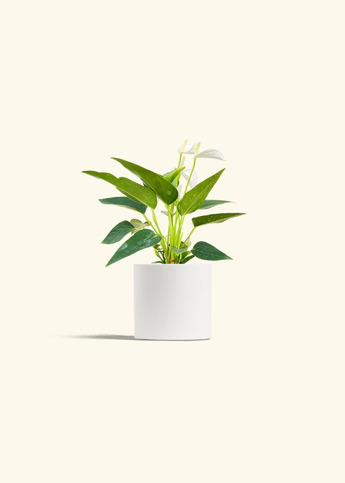 Anthurium 'White Flamingo' - Image 4