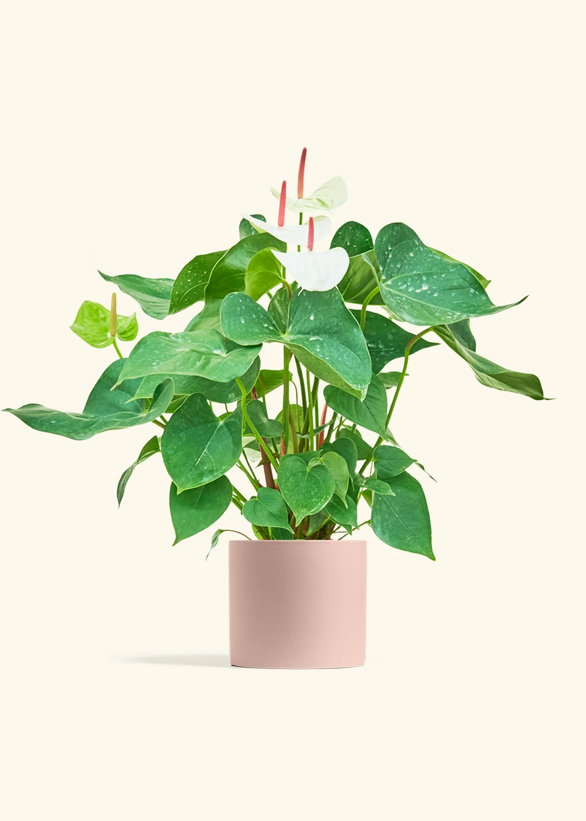 Anthurium 'White Flamingo' - Image 40