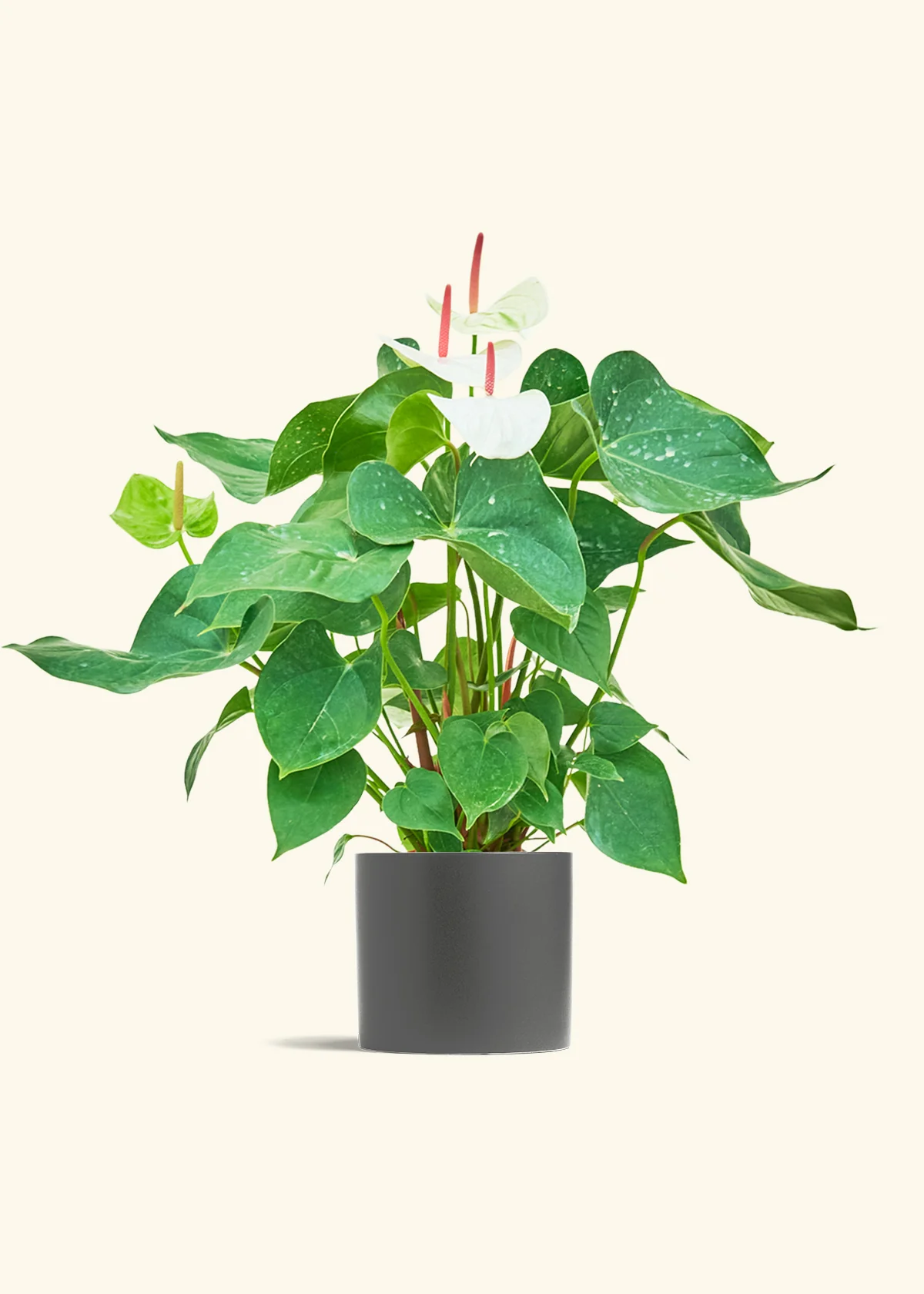 Anthurium 'White Flamingo' - Image 41