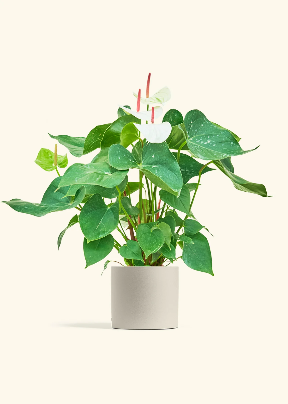 Anthurium 'White Flamingo' - Image 42