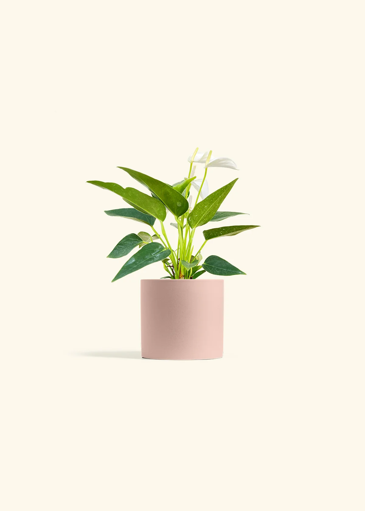 Anthurium 'White Flamingo' - Image 5