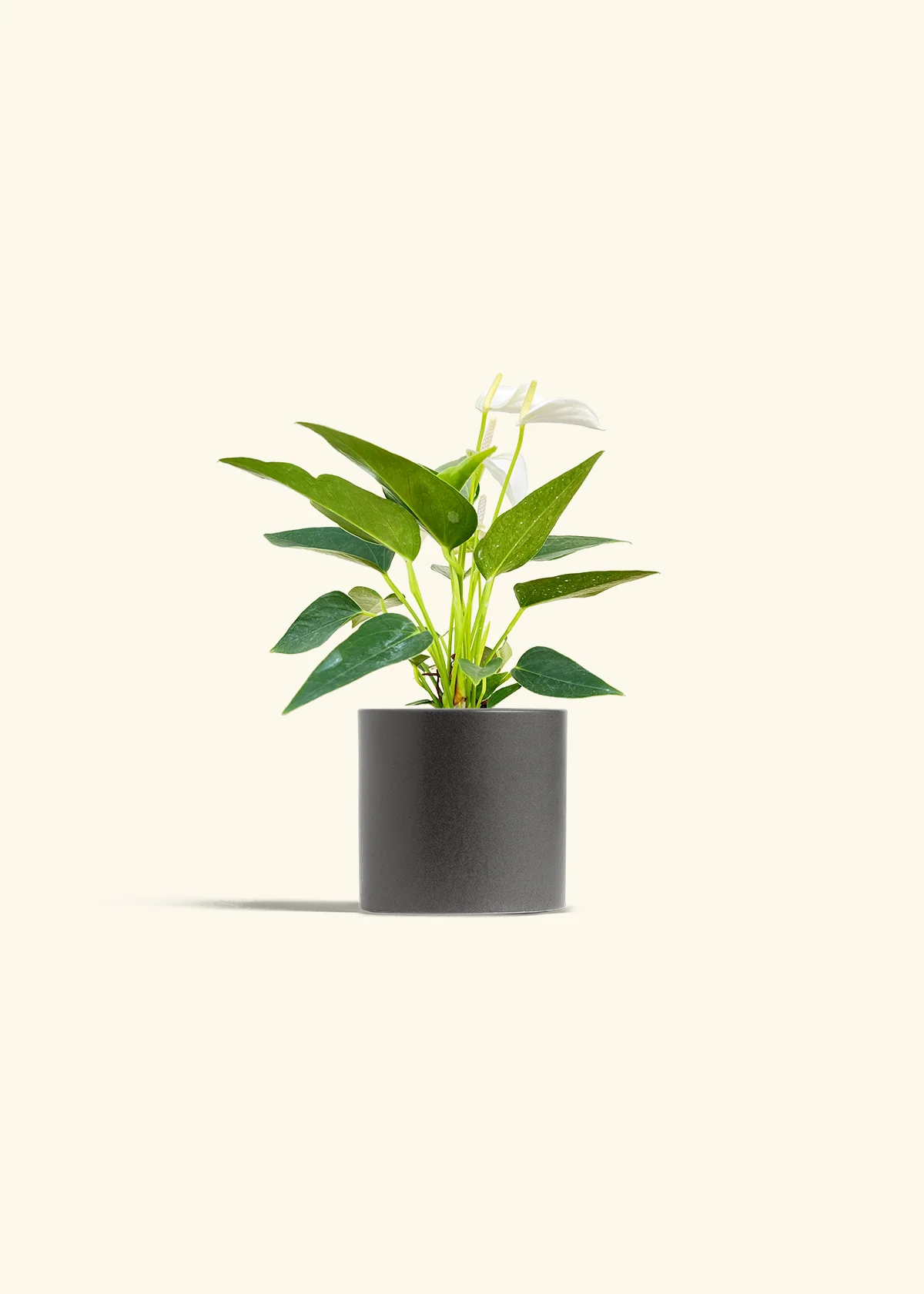 Anthurium 'White Flamingo' - Image 6