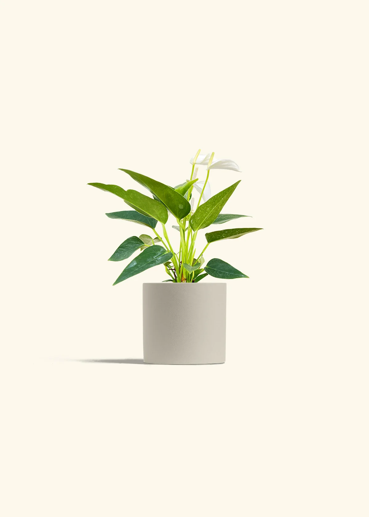 Anthurium 'White Flamingo' - Image 7
