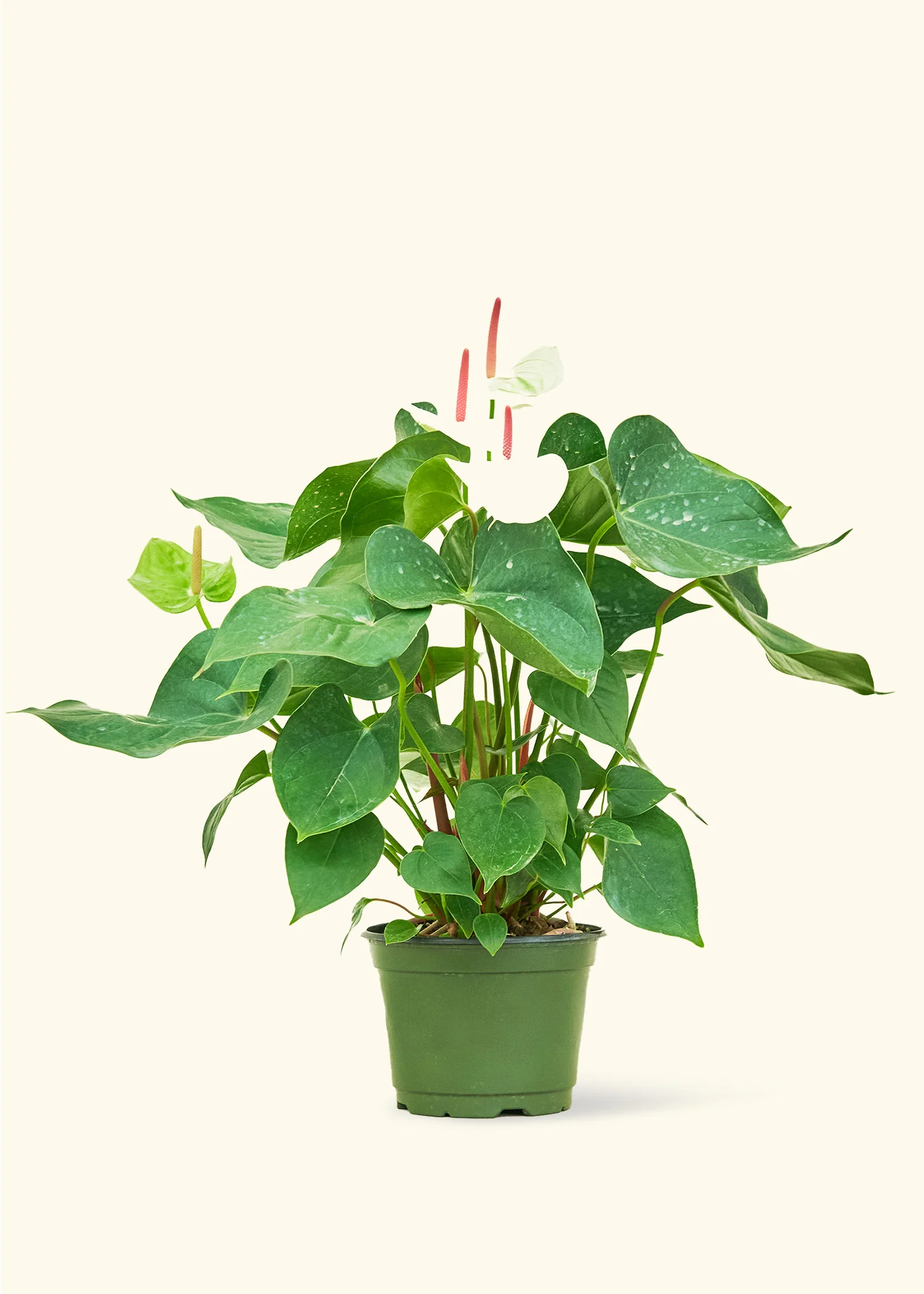 Anthurium 'White Flamingo' - Image 8