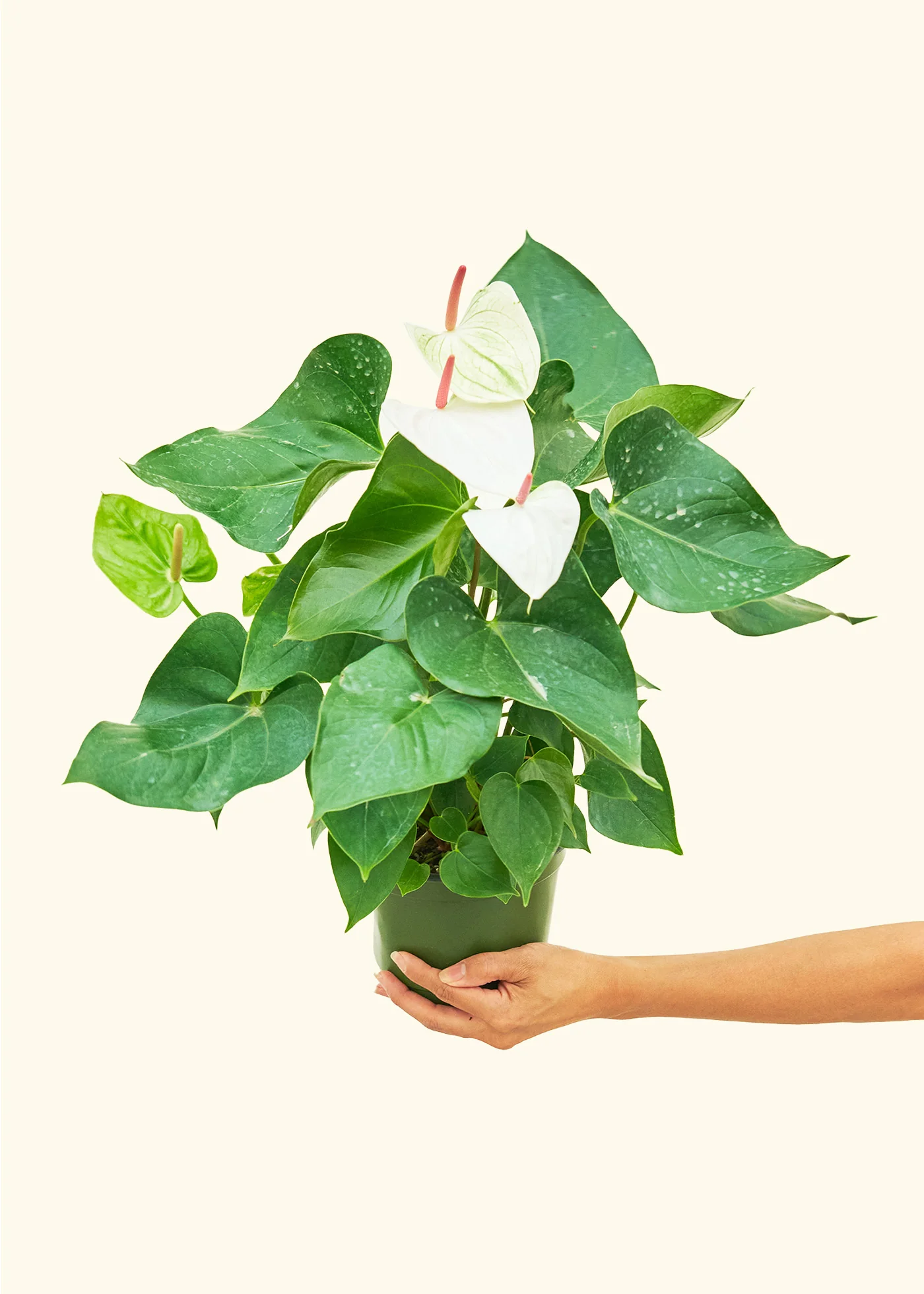 Anthurium 'White Flamingo' - Image 9