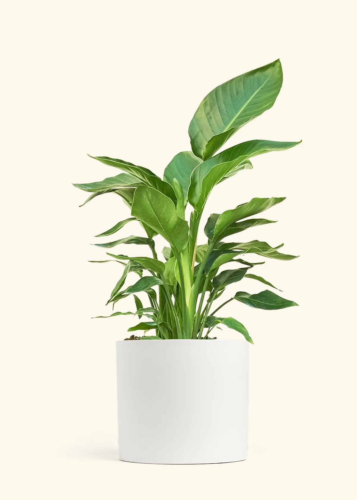 White Bird of Paradise - Image 11