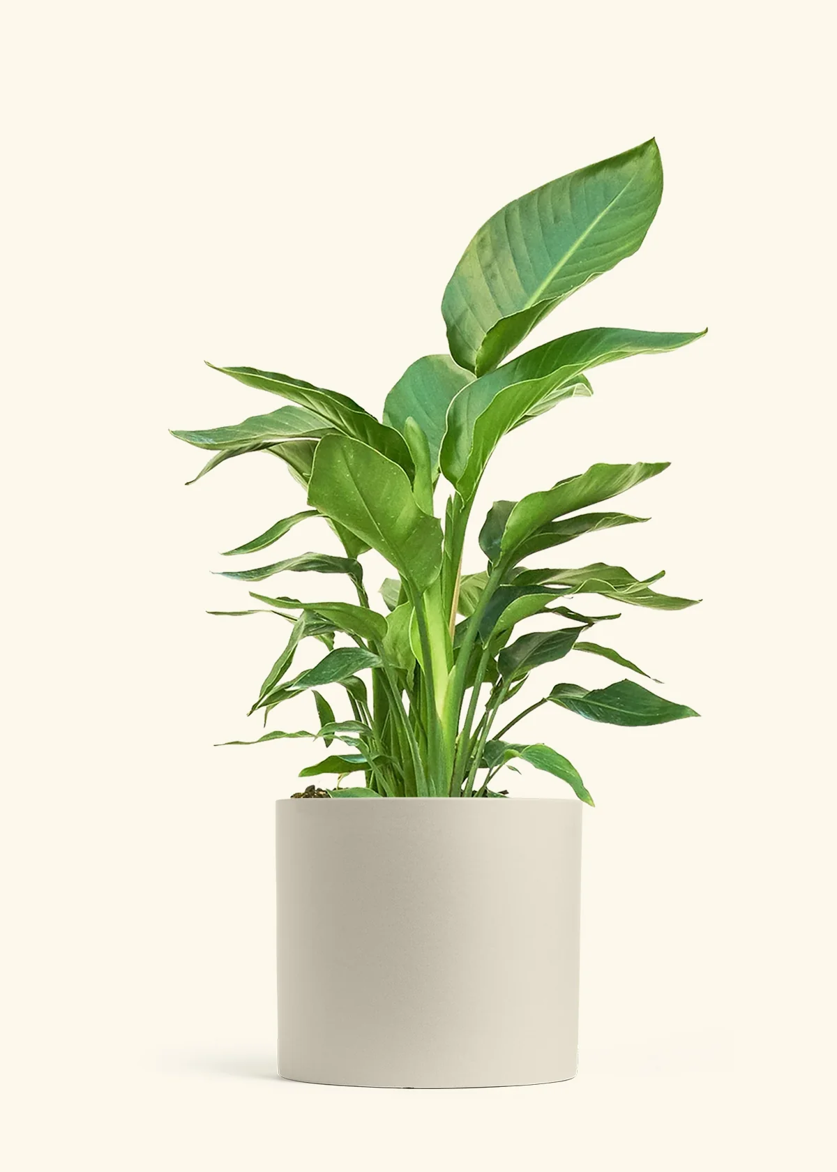 White Bird of Paradise - Image 14