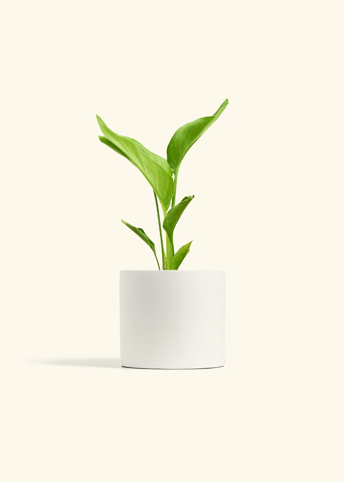 White Bird of Paradise - Image 4