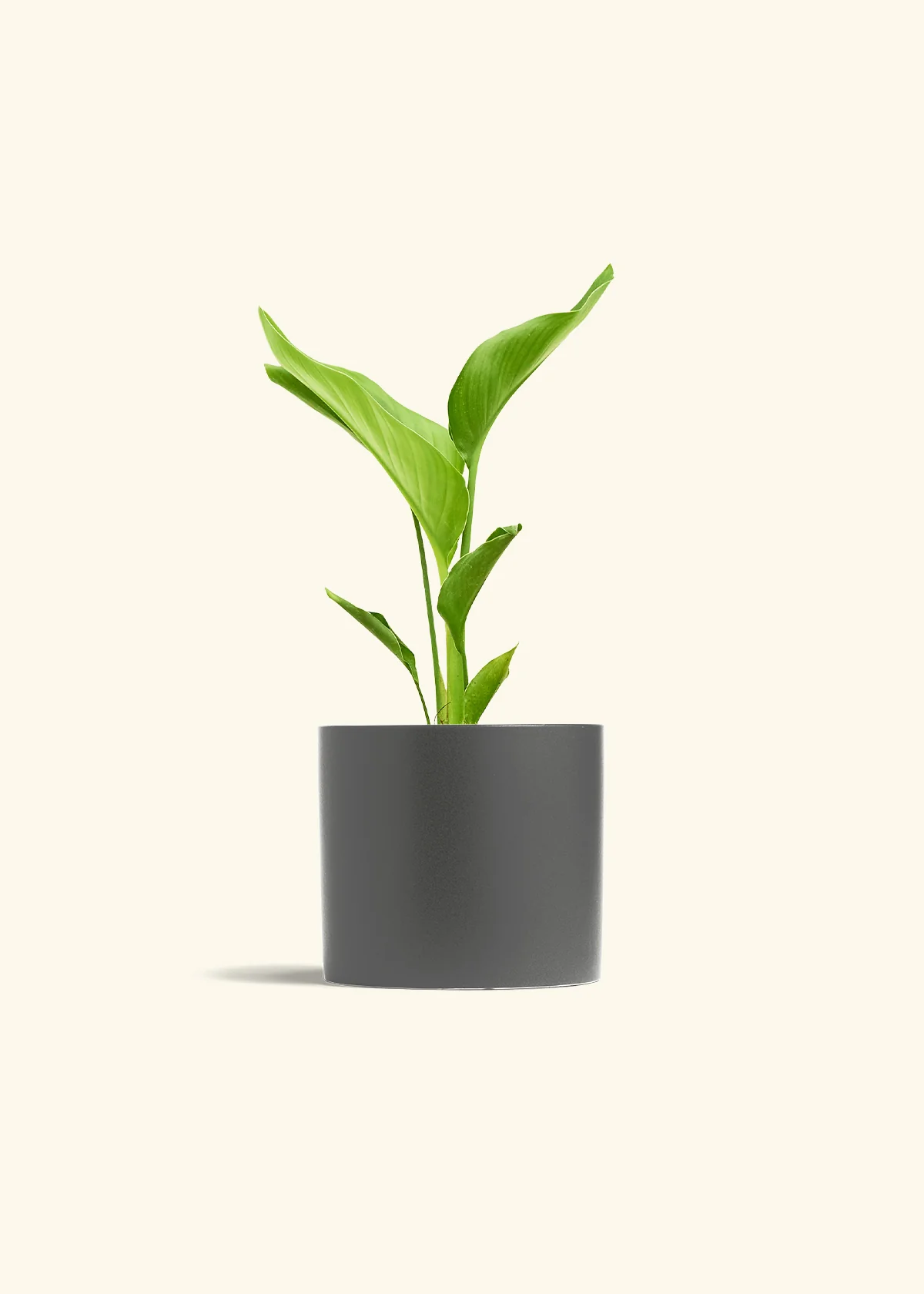 White Bird of Paradise - Image 6
