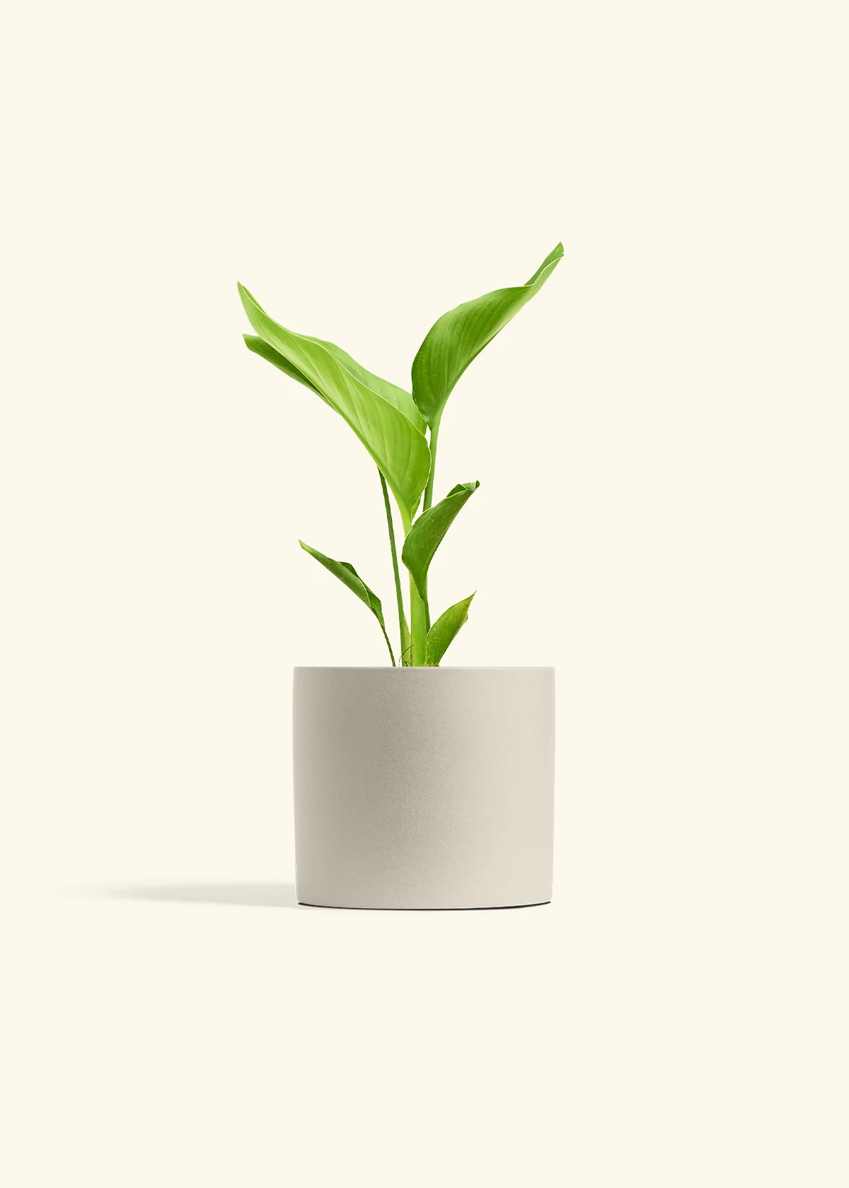 White Bird of Paradise - Image 7