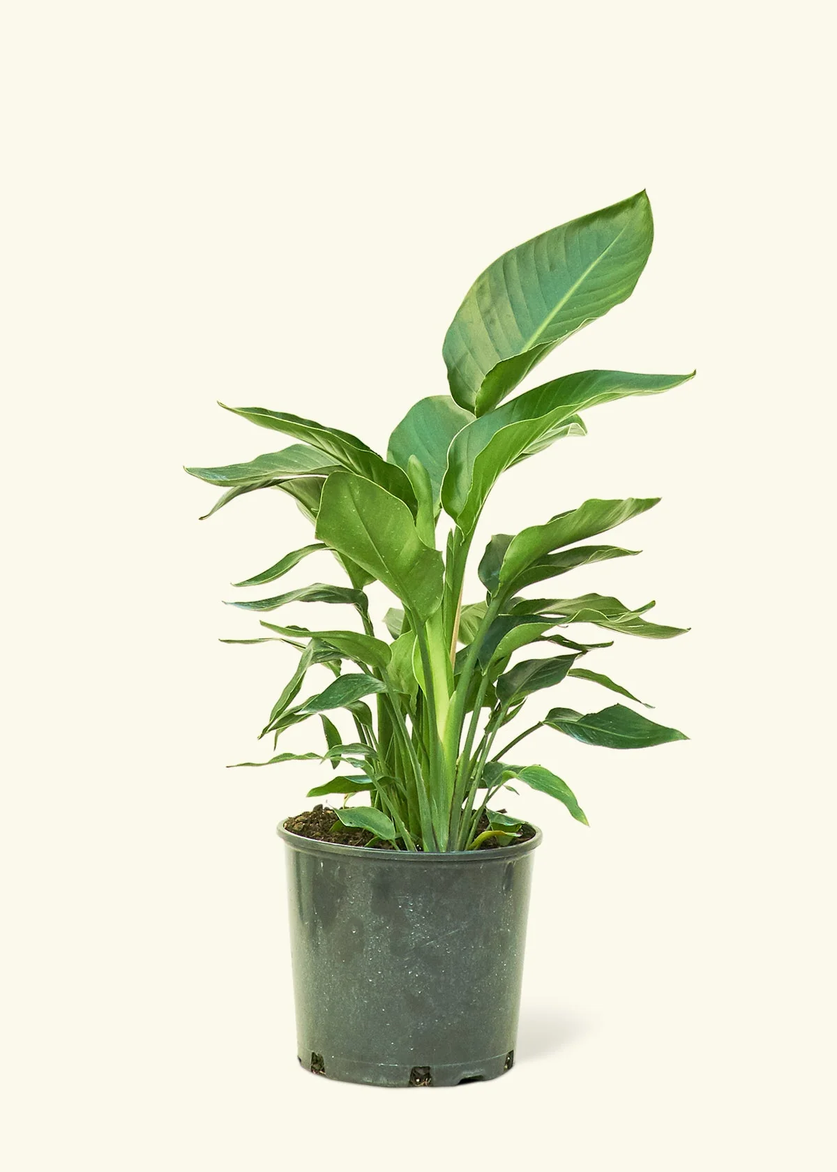 White Bird of Paradise - Image 8