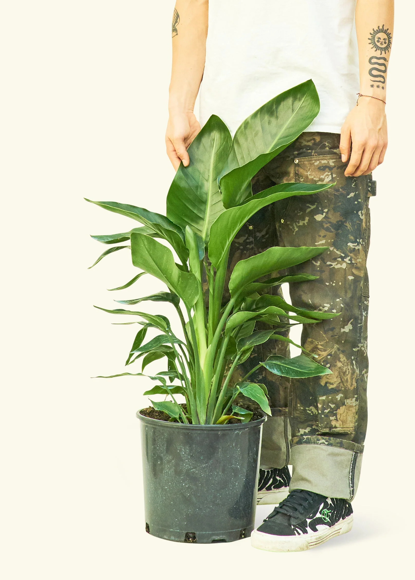 White Bird of Paradise - Image 9