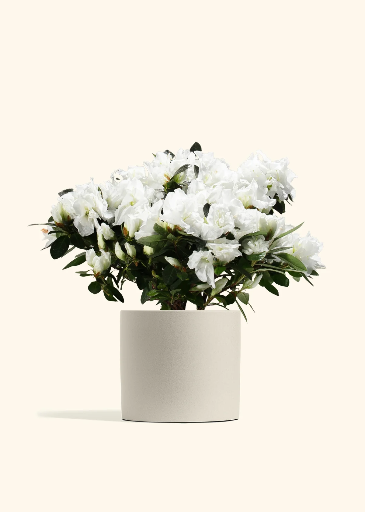 White Blooming Azalea - Image 10