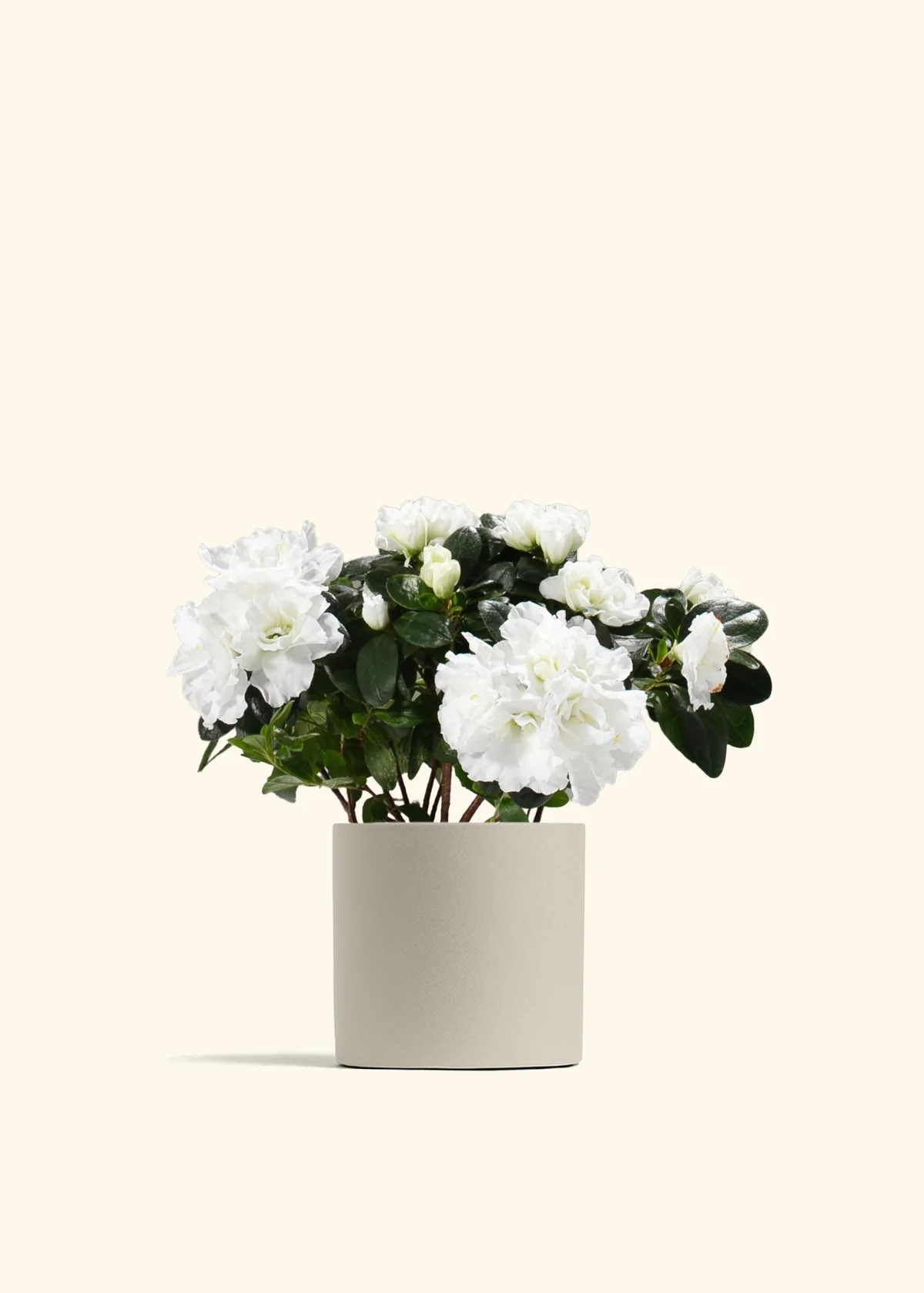 White Blooming Azalea - Image 2