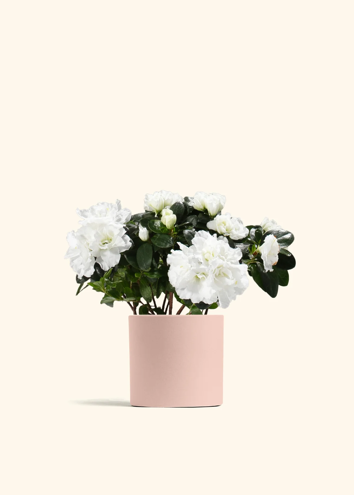 White Blooming Azalea - Image 3
