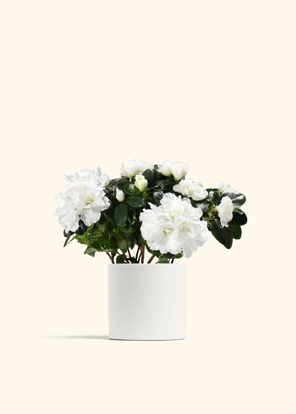 White Blooming Azalea - Image 4