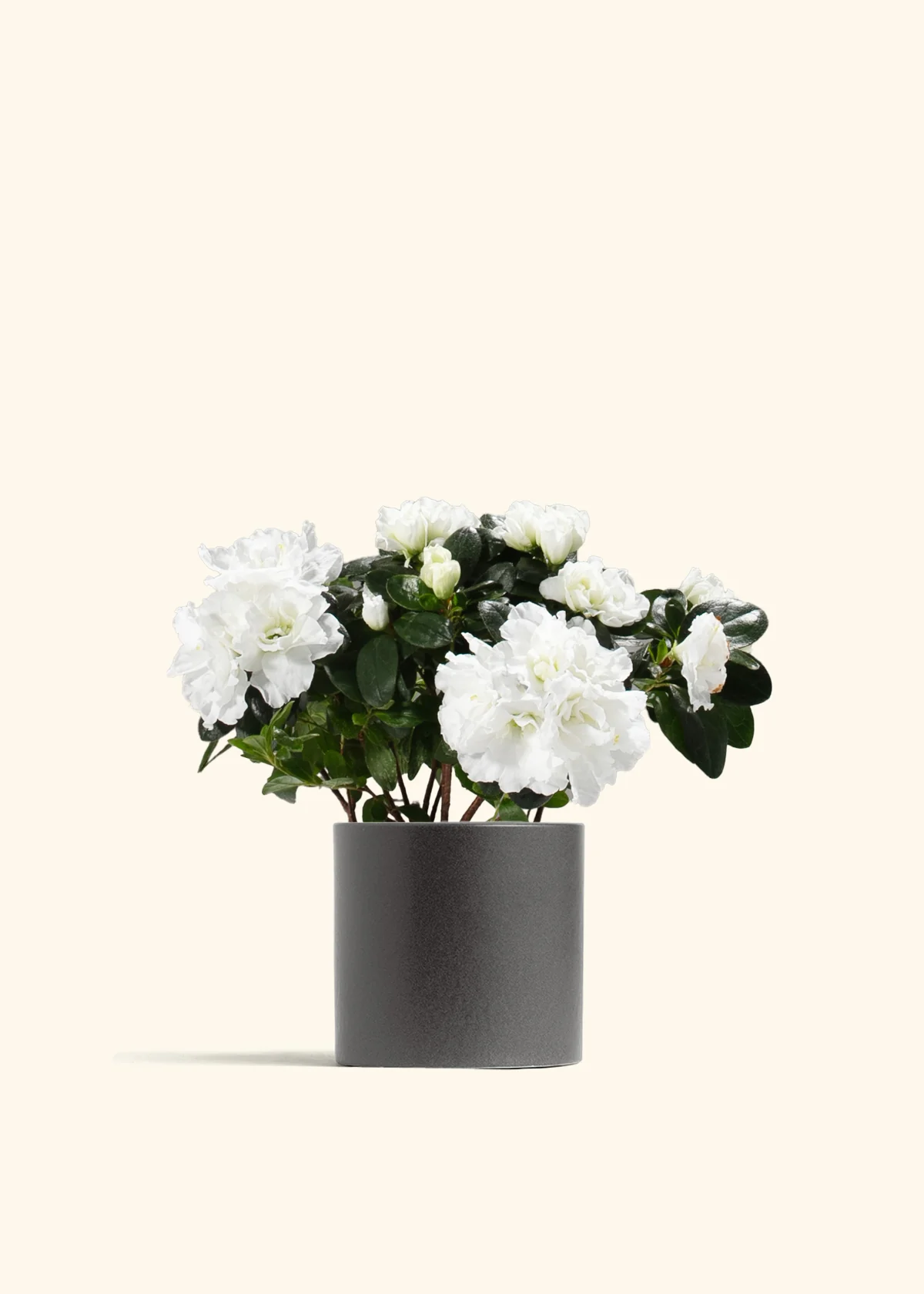 White Blooming Azalea - Image 5