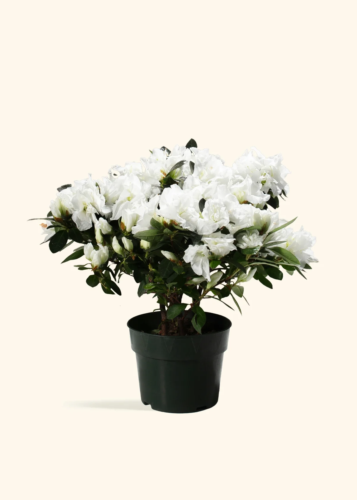 White Blooming Azalea - Image 6