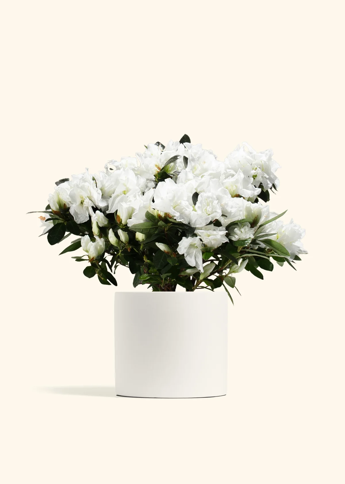 White Blooming Azalea - Image 7