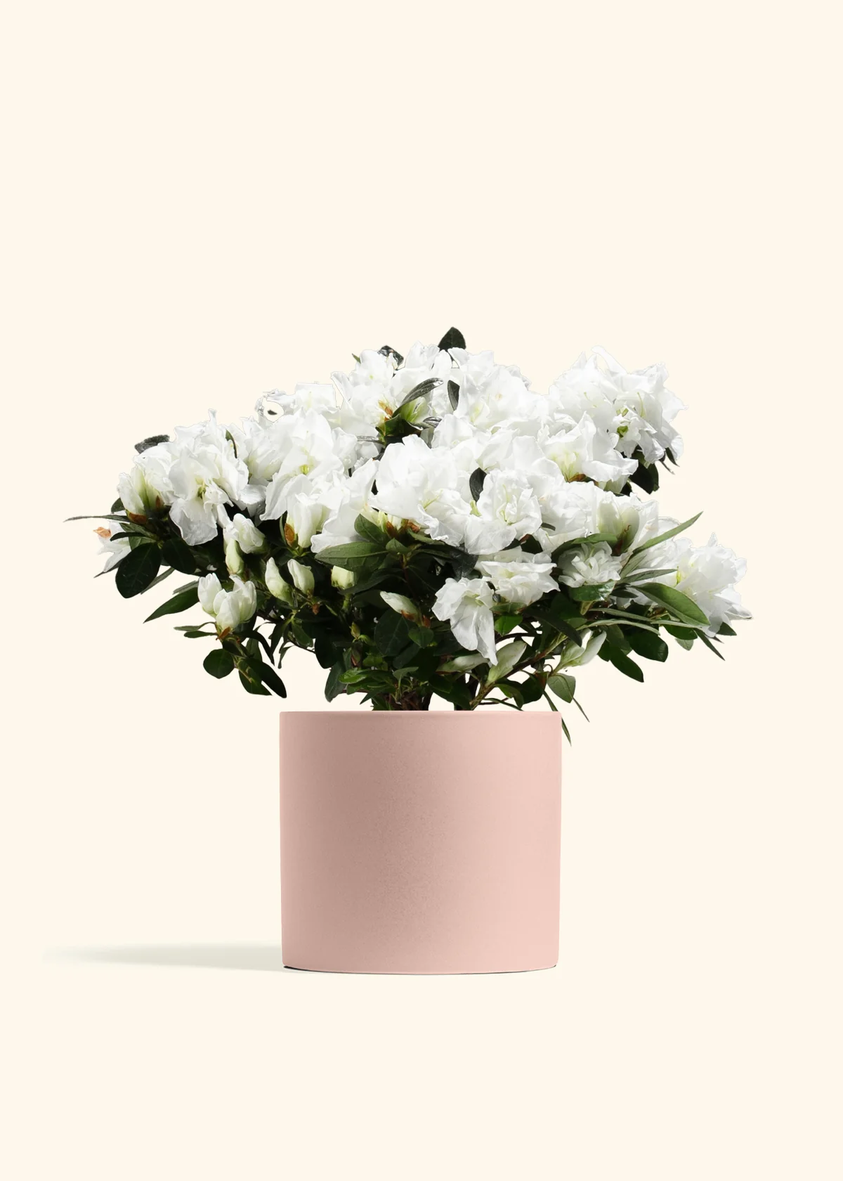 White Blooming Azalea - Image 8