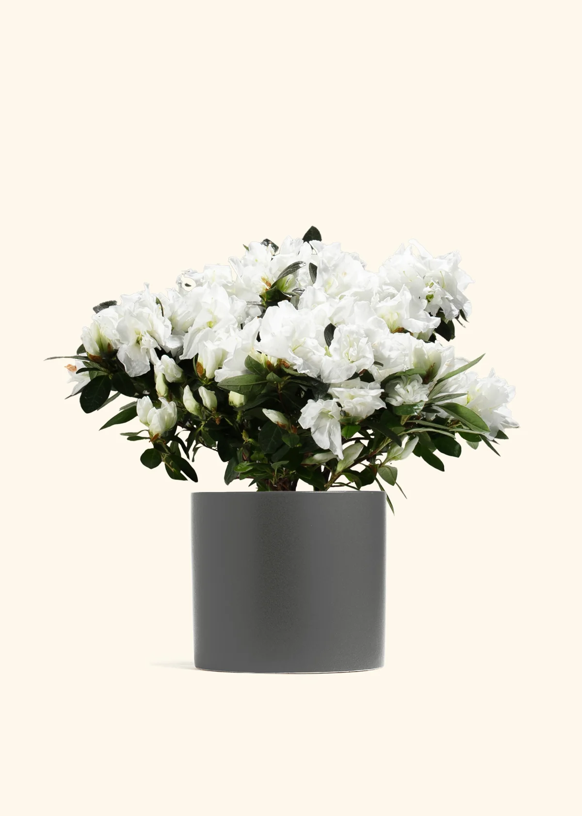 White Blooming Azalea - Image 9