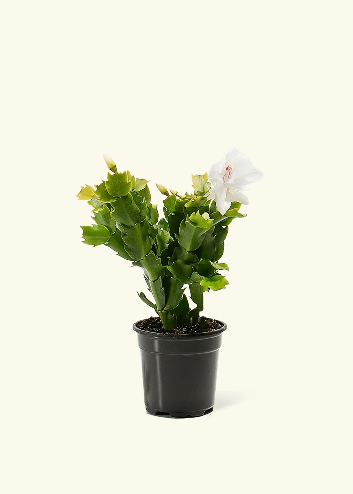 White Christmas Cactus - Image 2