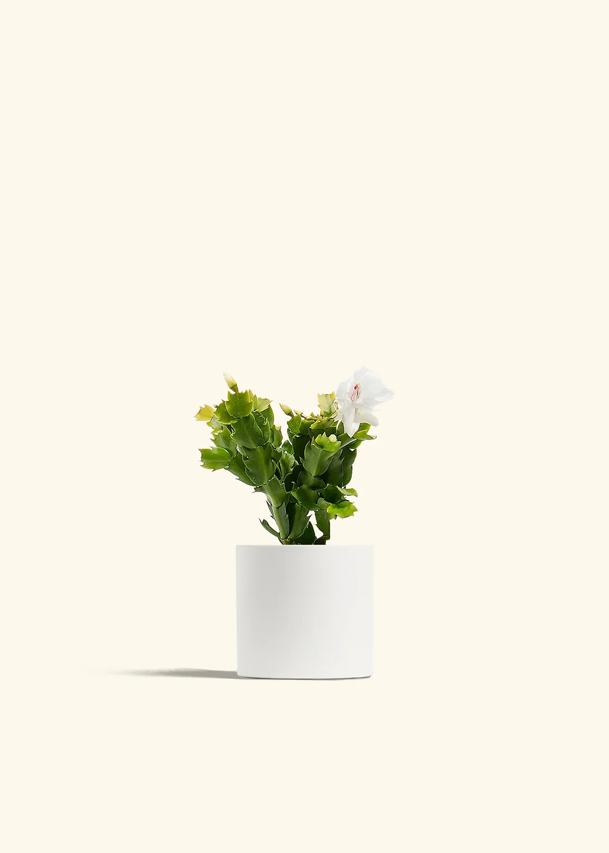 White Christmas Cactus - Image 3