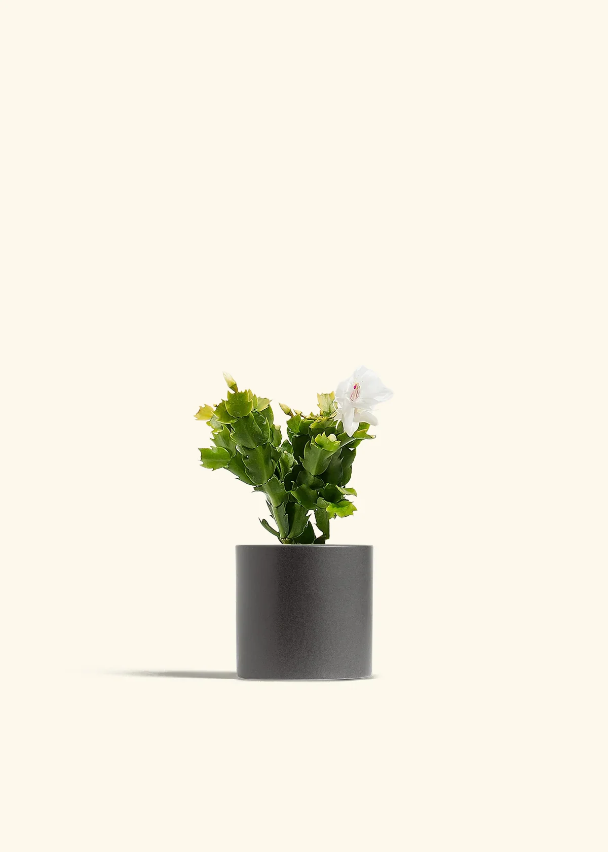 White Christmas Cactus - Image 4