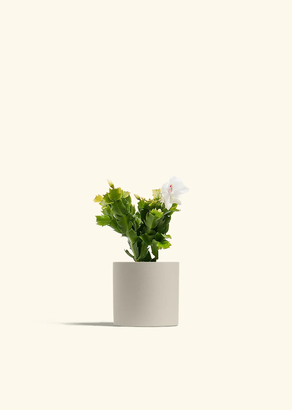 White Christmas Cactus - Image 5