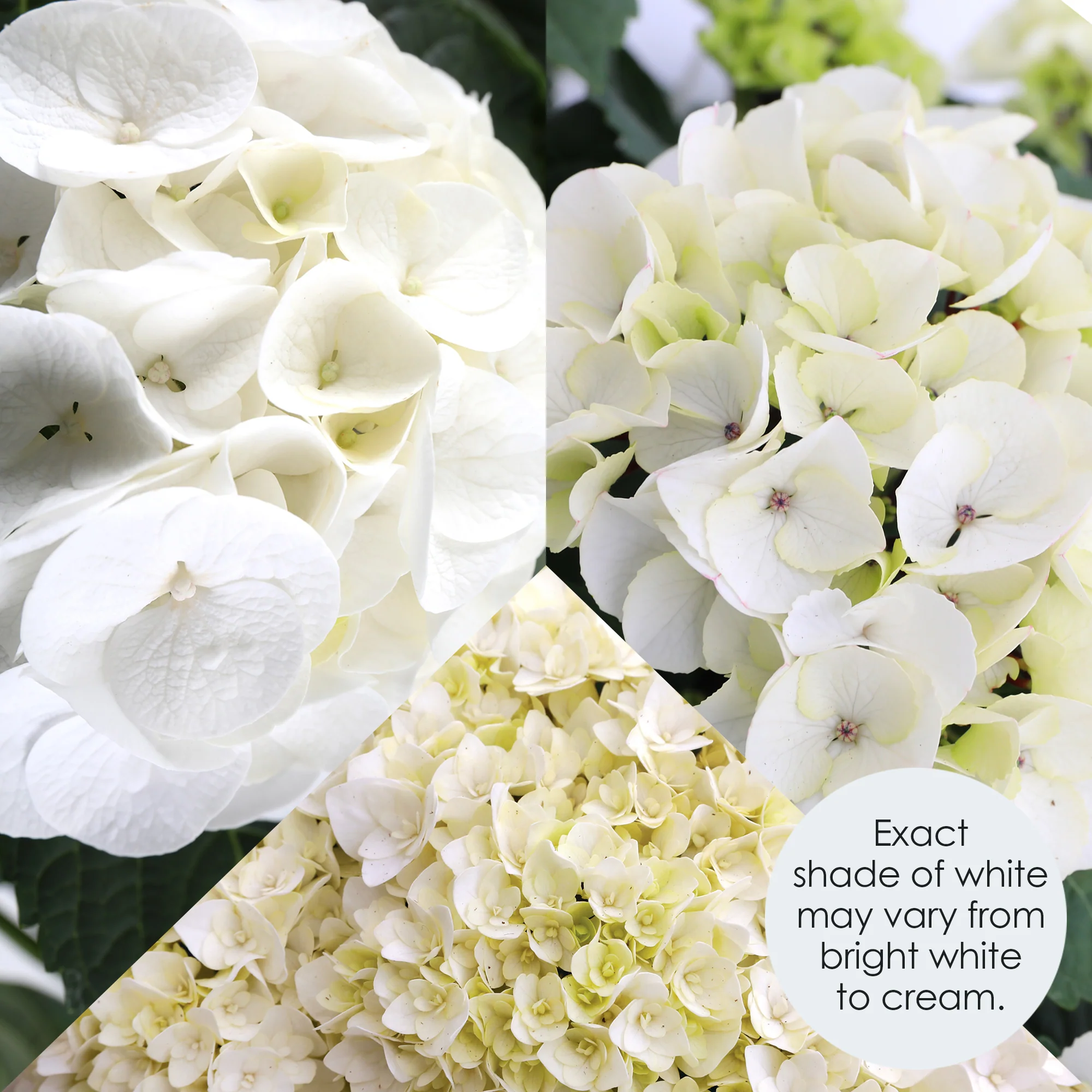 White Hydrangea - Image 2
